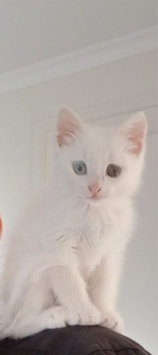 Котенок породистый