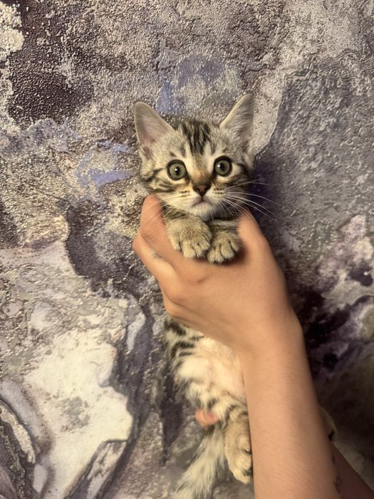 Продам котенка бенгалка мама