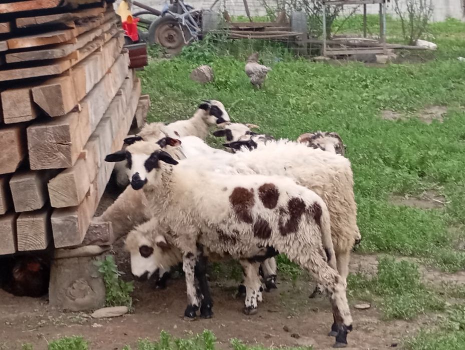 Miei de vânzare  nu se vinde pe bucata