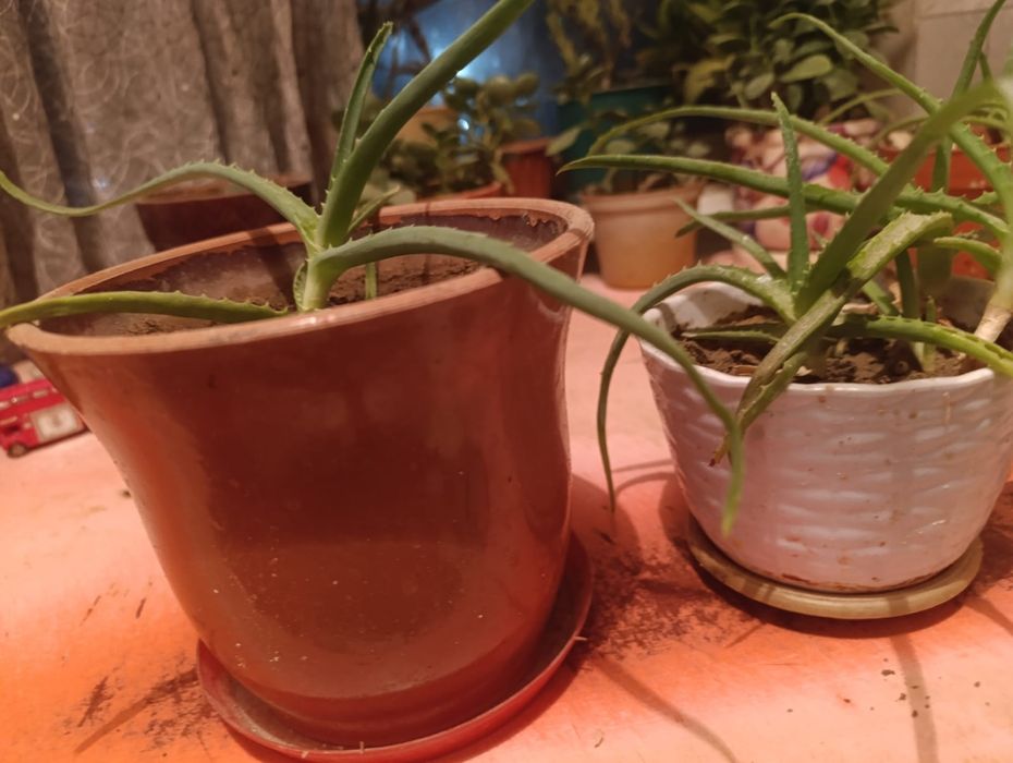 Алоэ молодой недорого