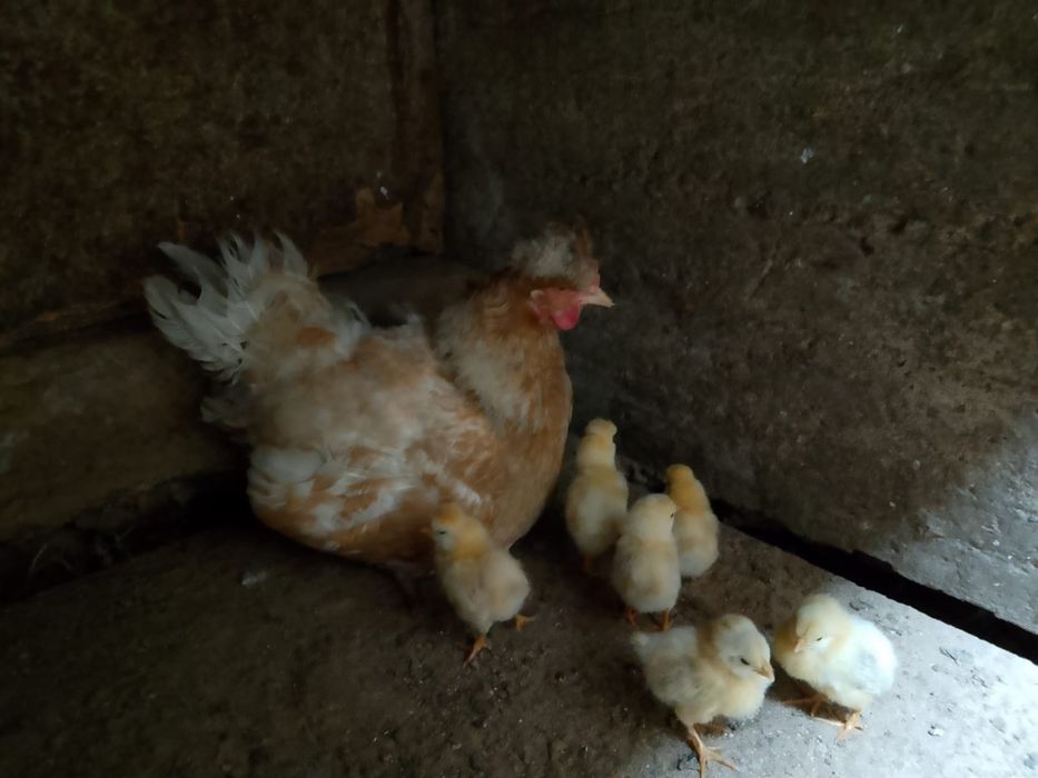 Үй құстары сатылады