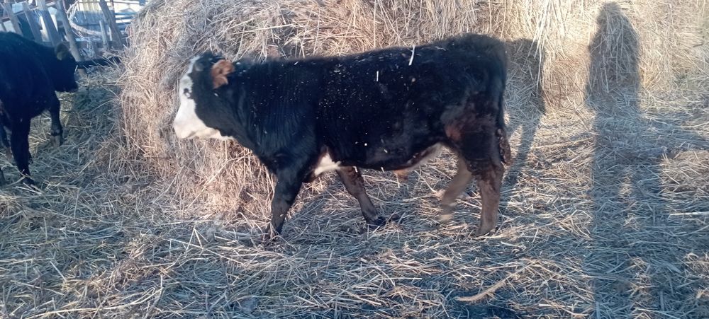 Подсостар сатылады