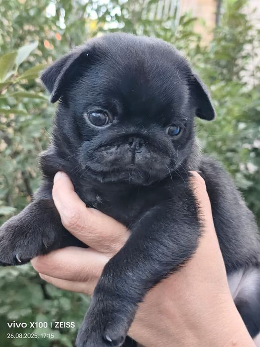 Продам шикарного щенка мопсика