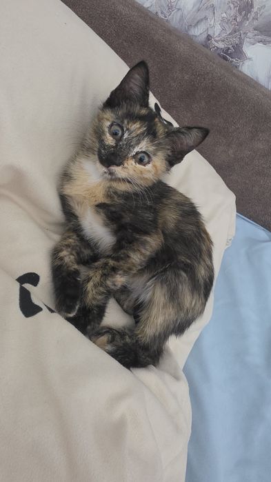 Отдам котенка в добрые руки