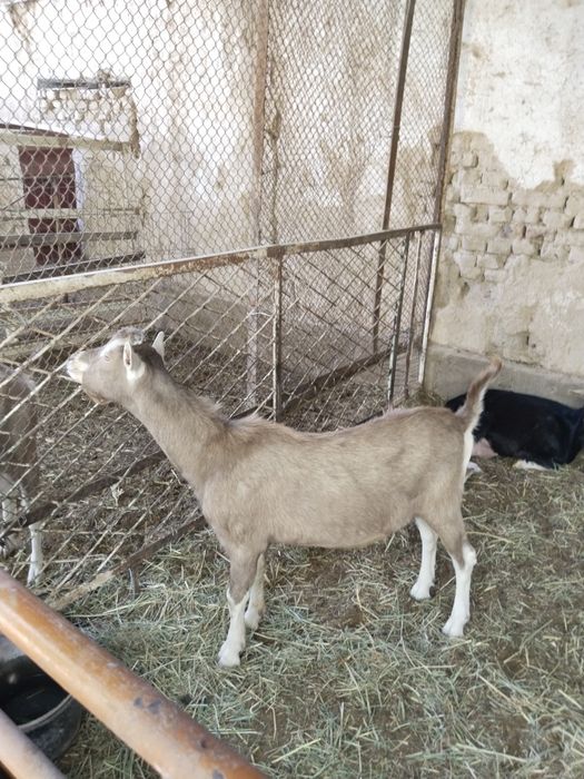 Мини фермага. 100% лик Тогенбург эчкилар сотилади.