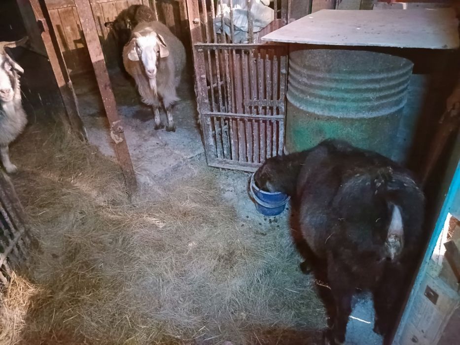 Продам стадо коз