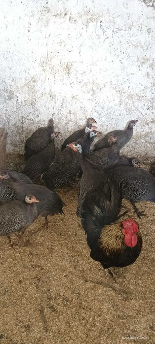 Продавам млади токачки