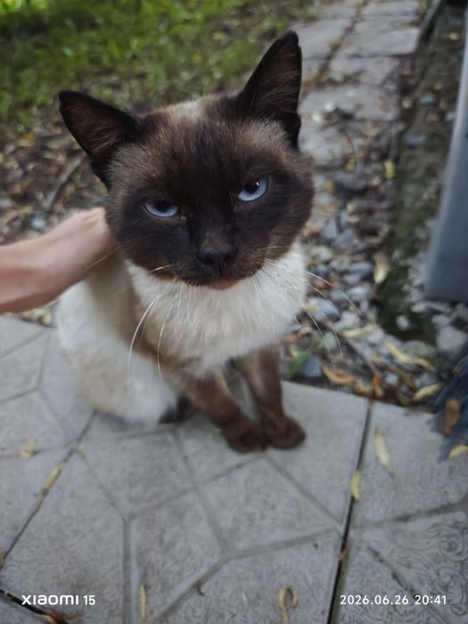Сиамский кот мальчик