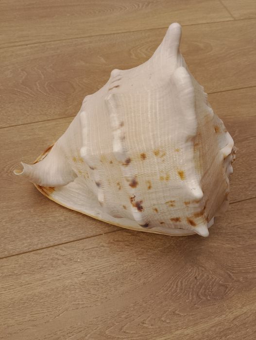 Vând scoica  naturală masivă 25 cm