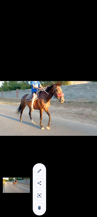 Бие құлынымен сатылады