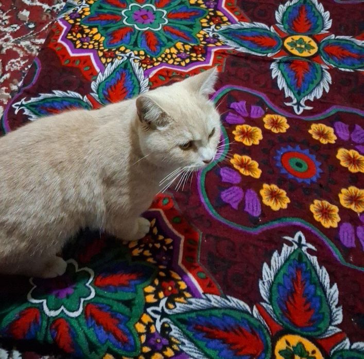 Mushuk judayam yuvosh sotiladi