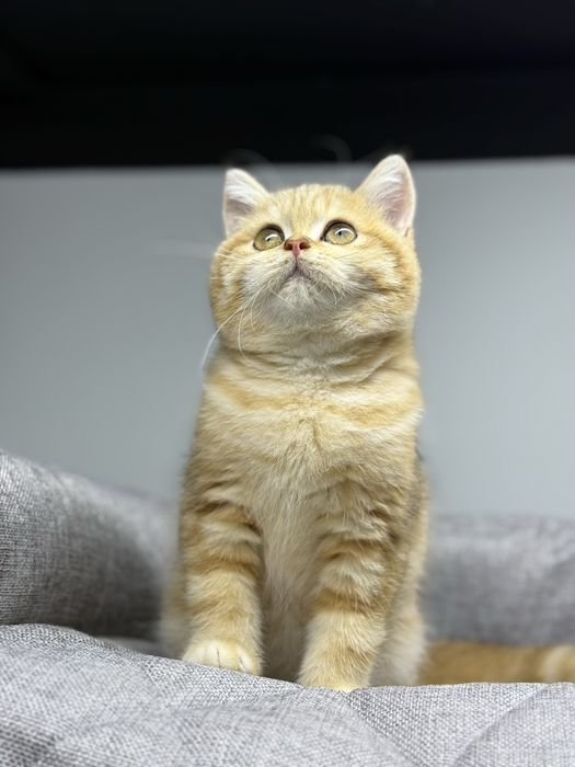 Британская золотая шиншилла