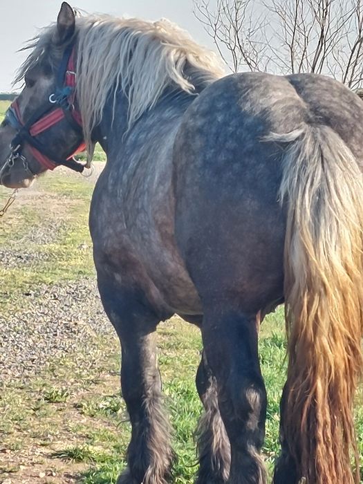 Armăsar sur de montă.armăsaru este cu genetică bună!
