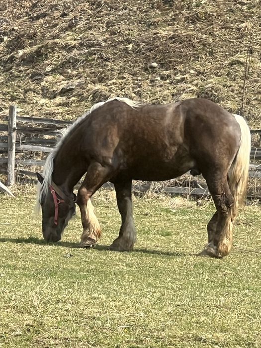 Armasar Comtois in primavara face 3 ani