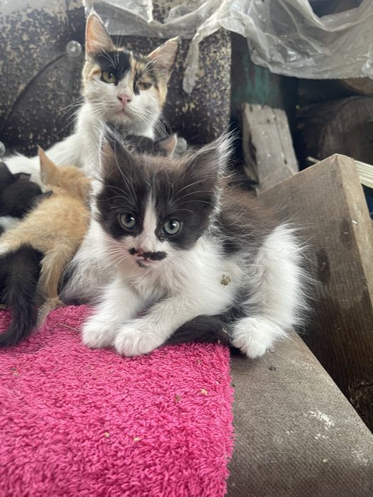 отдам котят в добрые руки