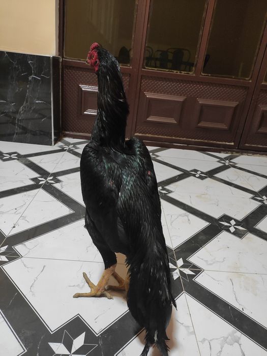 Немис зот шамо жужа сотилади