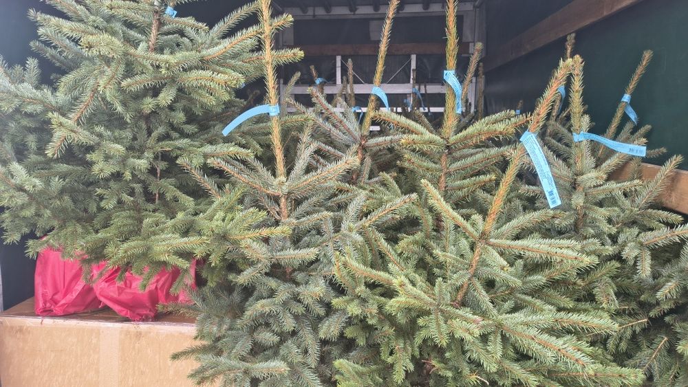 Сребрист смърч 120-140 см.