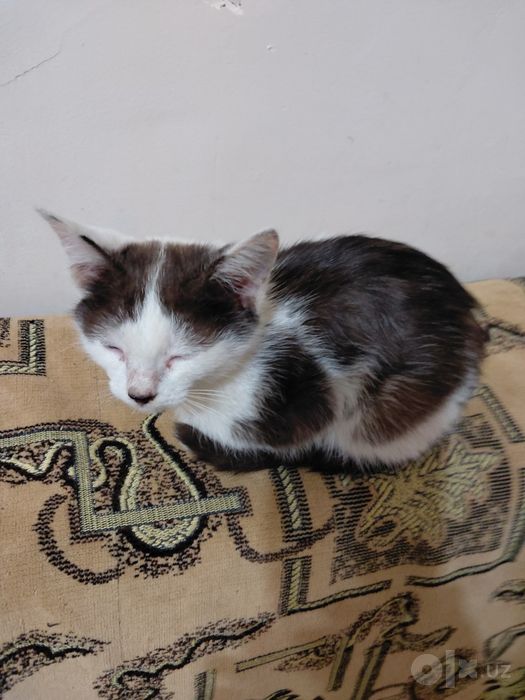 Продаются котята.