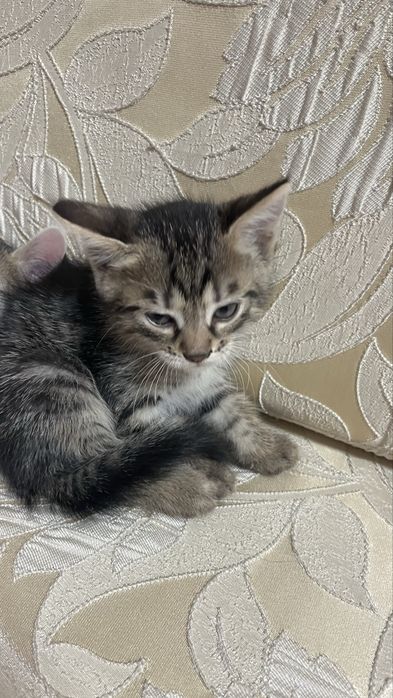 Отдам домашних котят срочно