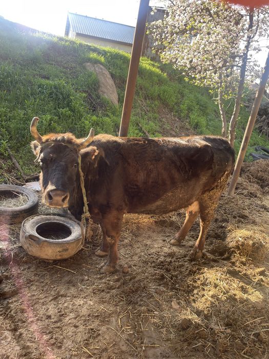 Сиыр семіз қол баққан