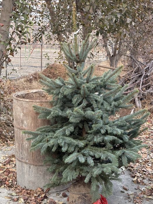 Голубые ели Оптом