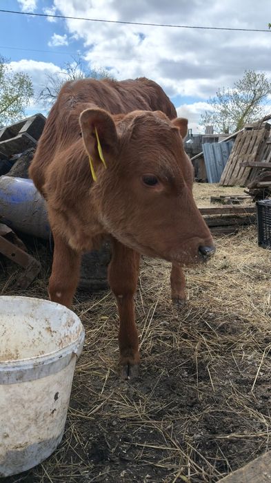 Продам тёлочку, 1 месяц