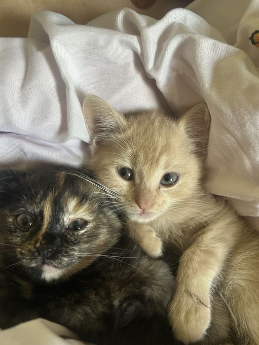 Котята вислоухие