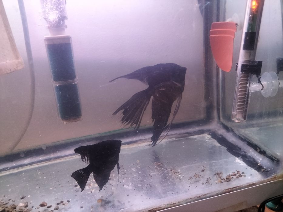 Скаляри самец и самка