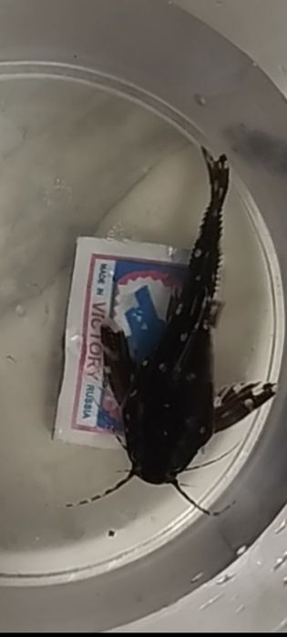 Рыбка Агамикс Звёздчатый 7-8 см