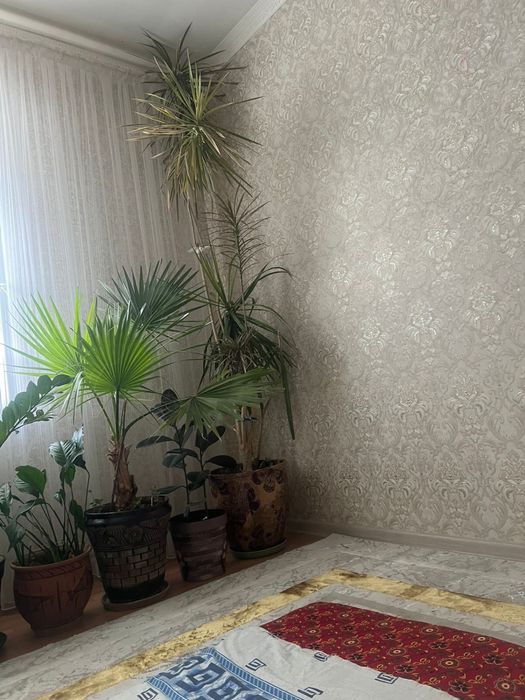 Үлкен Драцена гүлі