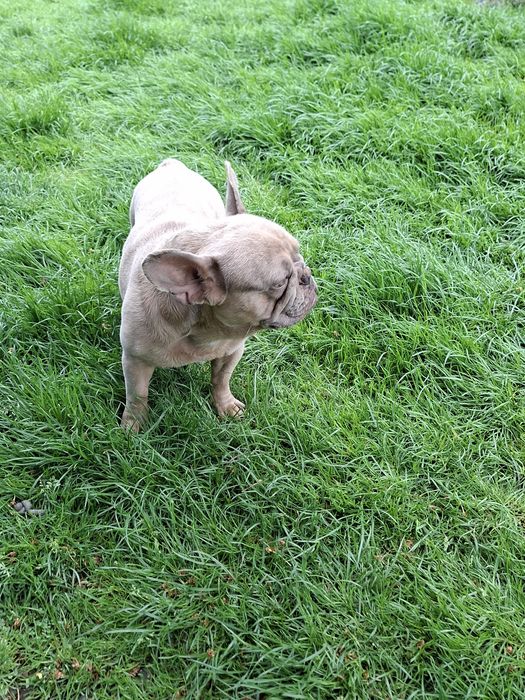 Bulldog francez femelă