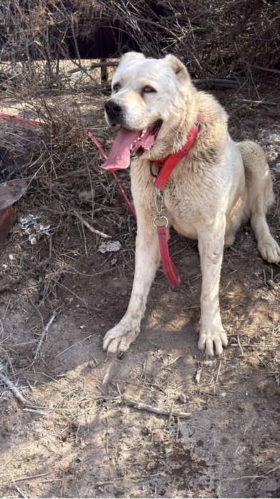 Төбет еркек молодой жас