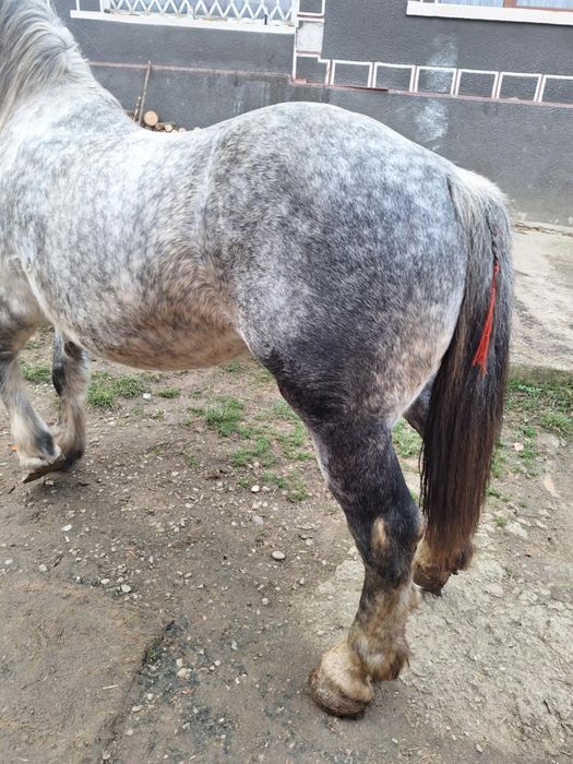 Vand iapa pe 6 ani cuminte