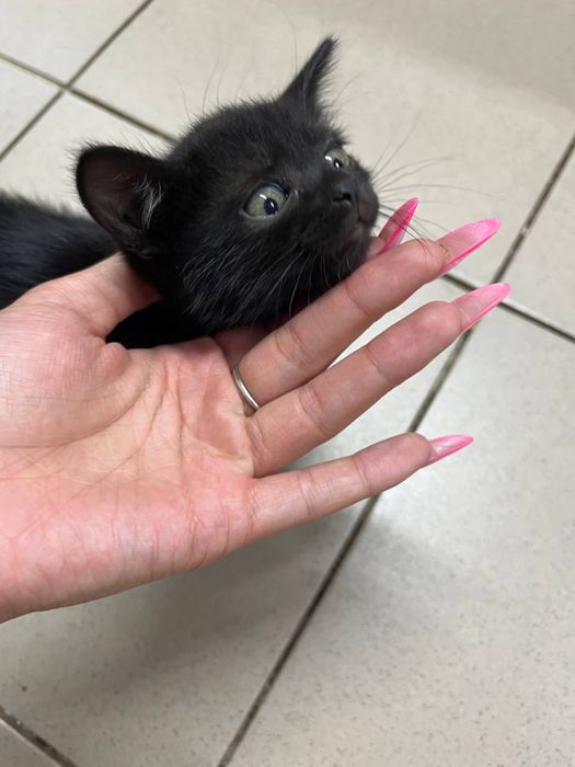 Котенок девочка