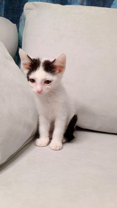Отдам котенка в добрые руки