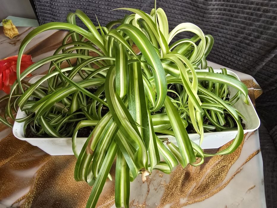 Комнатные растения цветы