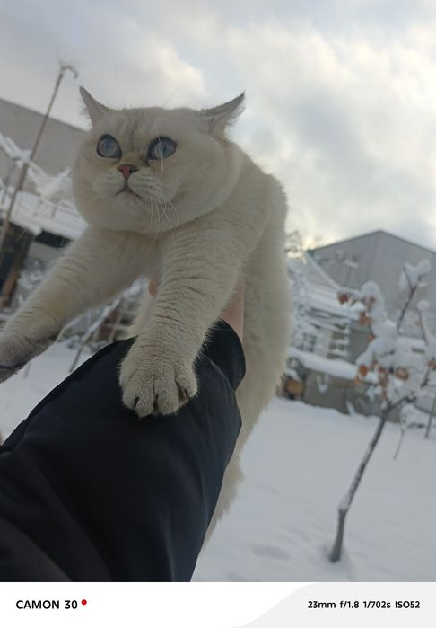 Вязка!    Британ