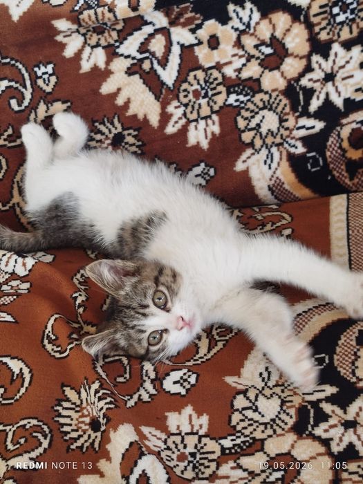Продается котенок
