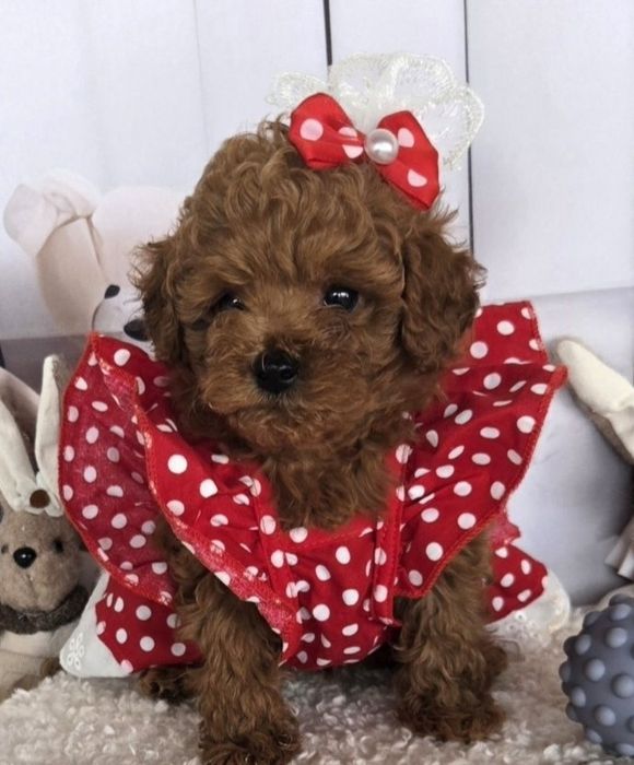 Пудел той /Poodle toy с генетични тестове на родителите с родословие