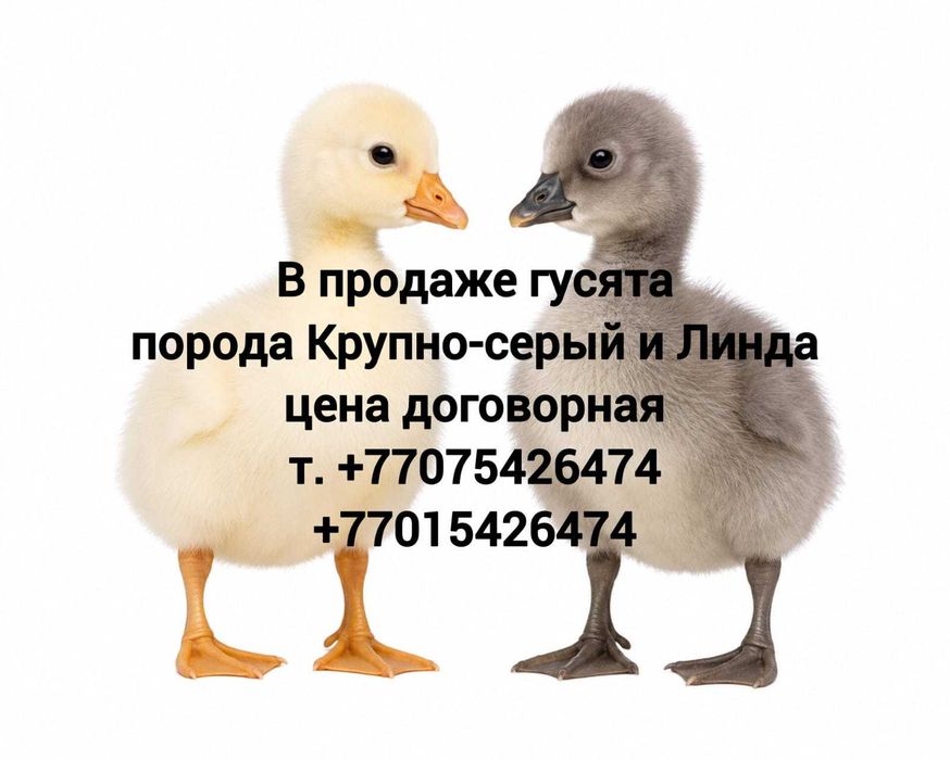 Продам маленьких гусят