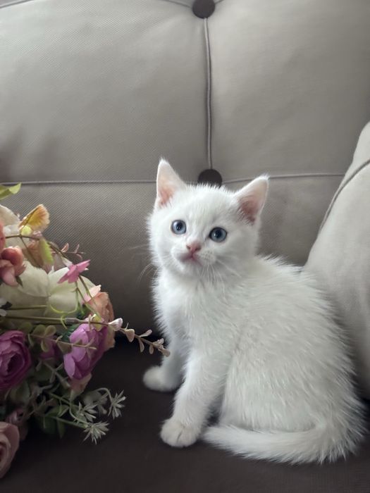Котята Шотландские фолд и страйи