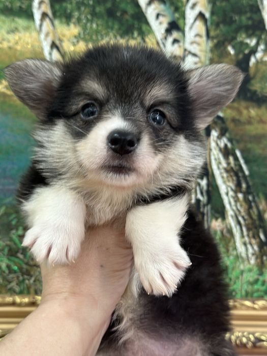 Супер малыши вельш корги