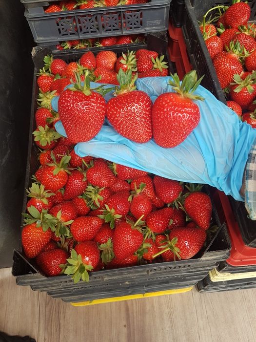 Разсад ягоди Клери