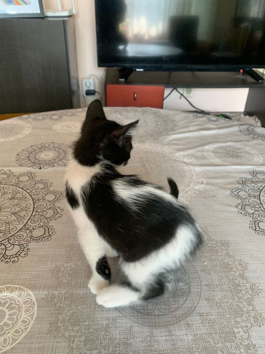 Подарявам котенца