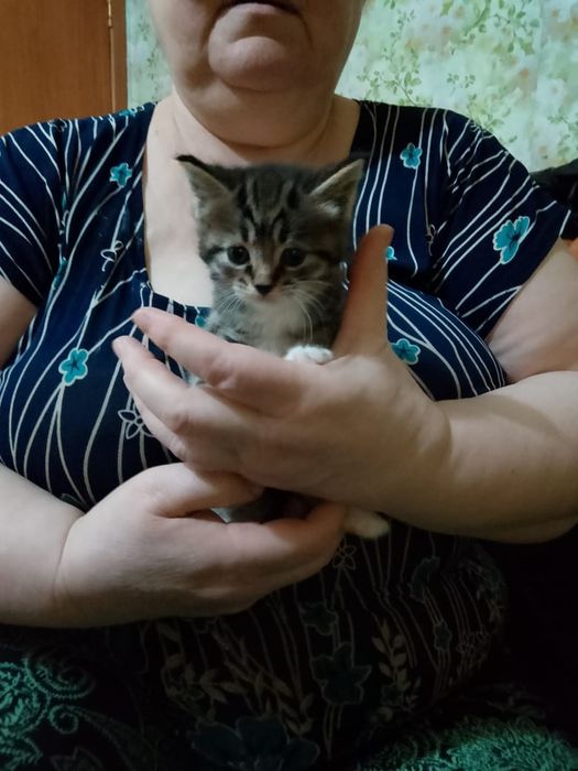 Отдам котят, срочно!