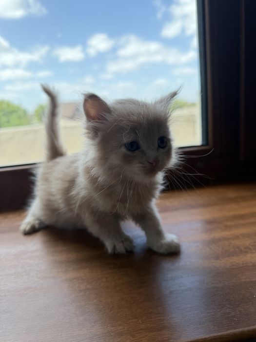 Котята красивые пушистики