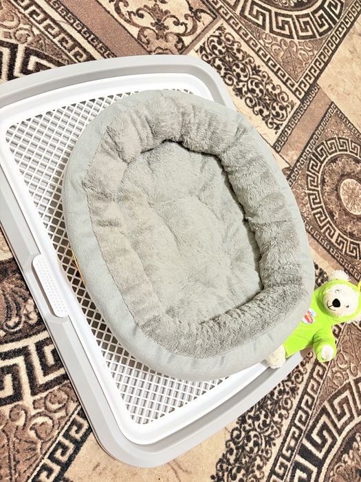 продам щенка шпица