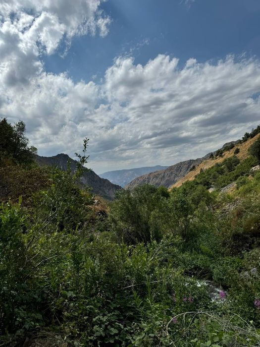 Taxi Bochka amirsoy Chimyon Parkent soʻqoq boʻstoliqlargi Arzon sifat