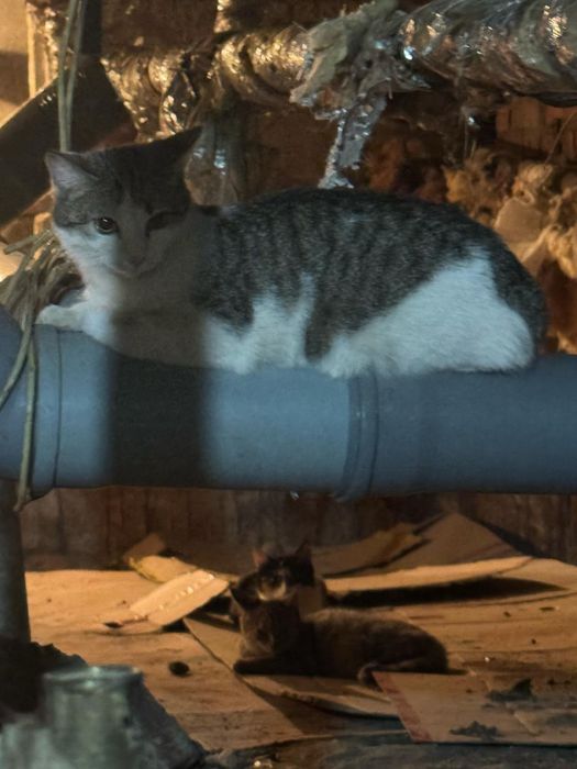 Кошка  в добрые руки