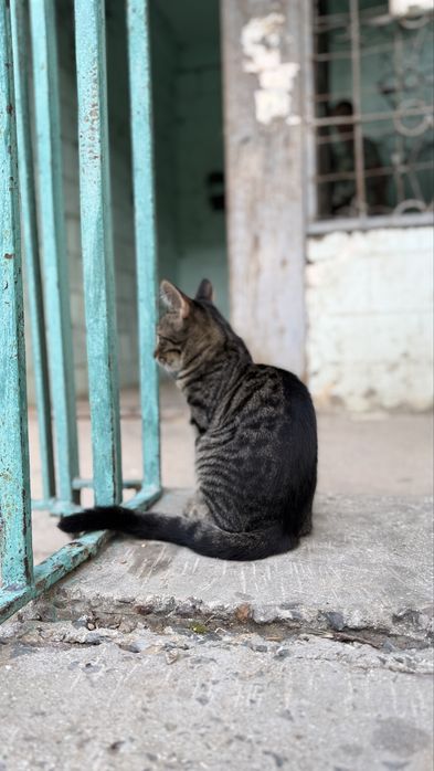 Отдам котенка в добрые руки